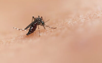 What are Dengue Symptoms and When to See a Doctor?